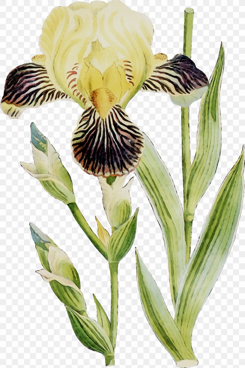 Orris Root Lily Of The Incas Plant Stem Plants, PNG, 1355x2033px, Orris Root, Botany, Cattleya Labiata, Cypripedium, Flower Download Free