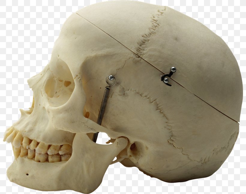 Skull Human Skeleton Human Anatomy, PNG, 800x646px, Watercolor, Cartoon, Flower, Frame, Heart Download Free