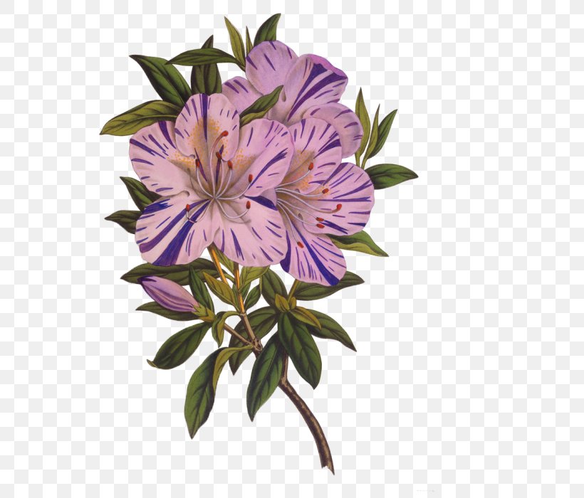 Flower Drawing Azalea Photography, PNG, 700x700px, Flower, Annual Plant, Azalea, Banco De Imagens, Cut Flowers Download Free