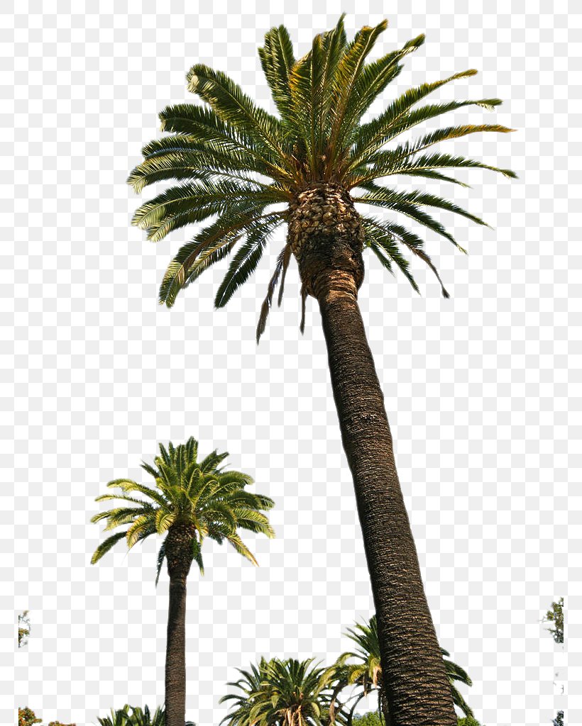 Arecaceae Canary Island Date Palm Pygmy Date Palm Tree, PNG, 768x1024px, Arecaceae, Arecales, Attalea Speciosa, Borassus Flabellifer, California Palm Download Free