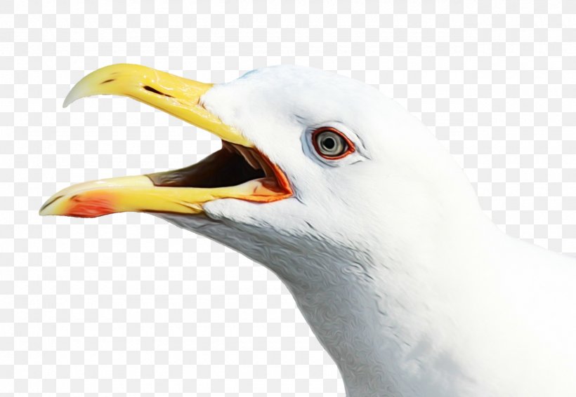 Bird Beak Gull European Herring Gull Western Gull, PNG, 1280x885px, Watercolor, Bald Eagle, Beak, Bird, Closeup Download Free