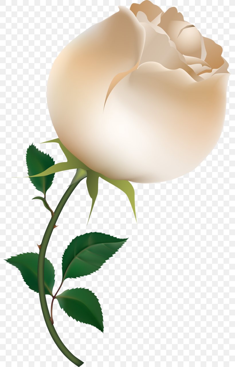 Cabbage Rose Free Clip Art, PNG, 797x1280px, Cabbage Rose, Blue Rose, English Rose, Flower, Free Download Free