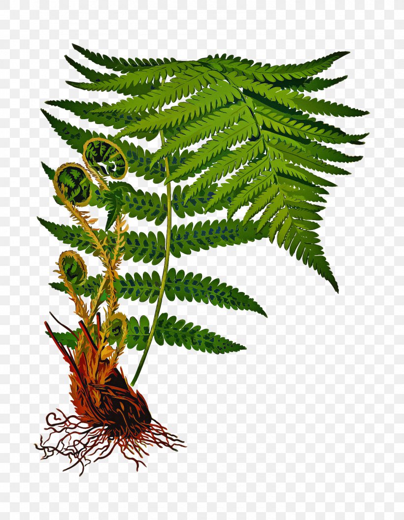Cartoon Nature Background, PNG, 1490x1920px, Fern, Cycad, Ferns And Horsetails, Flower, Garden Download Free