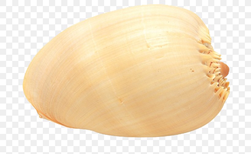 Cockle Conchology Veneroida Scallop Seashell, PNG, 760x506px, Cockle, Clam, Clams Oysters Mussels And Scallops, Conchology, Cucurbita Download Free