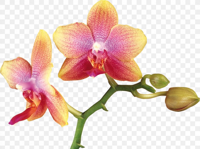 Orchids Clip Art, PNG, 1200x899px, Orchids, Cattleya, Computer Graphics, Cut Flowers, Dendrobium Download Free