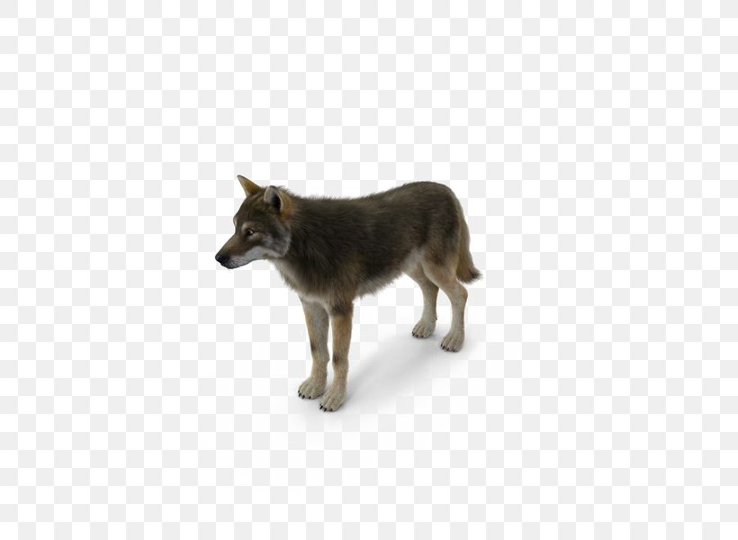 Saarloos Wolfdog Kunming Wolfdog Image Coyote Desktop Wallpaper, PNG, 600x600px, 3d Computer Graphics, Saarloos Wolfdog, Carnivoran, Coyote, Dog Download Free