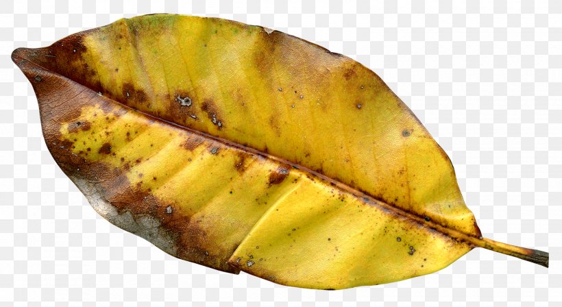 Autumn Leaf Color Autumn Leaf Color, PNG, 1600x876px, Leaf, Autumn, Autumn Leaf Color, Autumn Leaves, Deciduous Download Free
