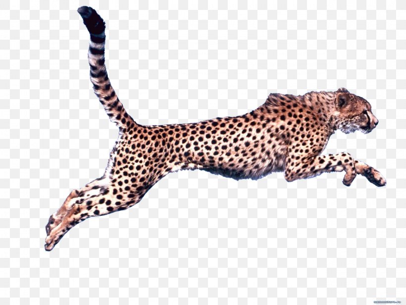 Cheetah Clip Art, PNG, 1280x960px, Cheetah, Animal Figure, Big Cats, Carnivoran, Cat Like Mammal Download Free