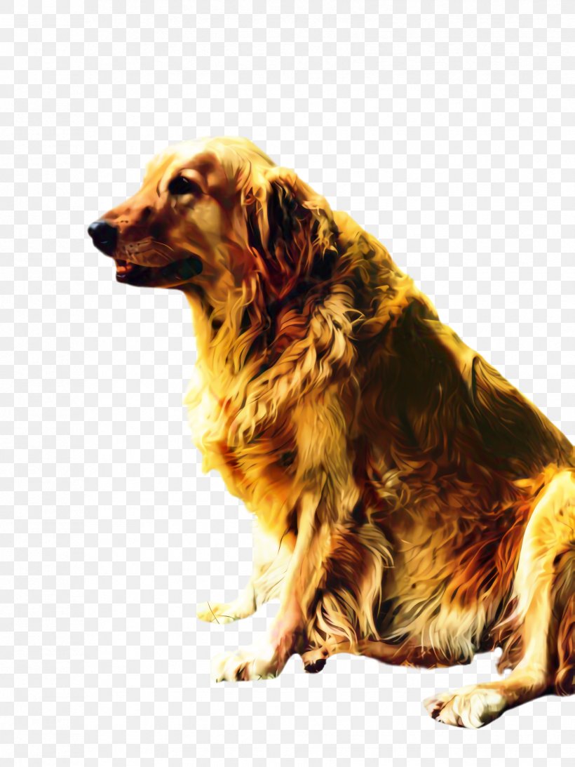 Golden Retriever Background, PNG, 1731x2308px, Cute Dog, Animal, Breed, Companion Dog, Dog Download Free