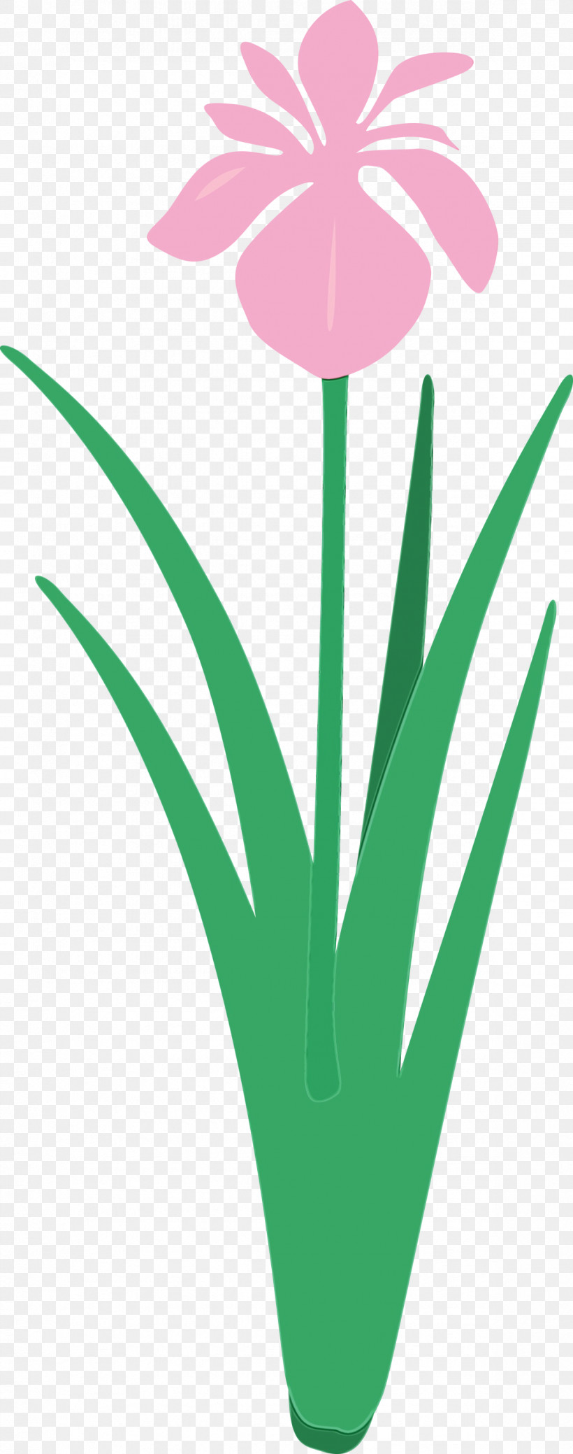 Green Leaf Plant Grass Flower, PNG, 1183x3000px, Iris Flower, Flower, Grass, Green, Leaf Download Free