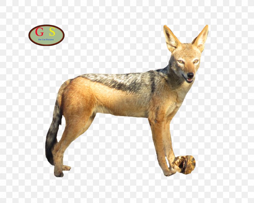 Jackal Coyote Gray Wolf Red Fox Red Wolf, PNG, 1000x800px, Jackal, Carnivoran, Coyote, Dog Like Mammal, Fauna Download Free