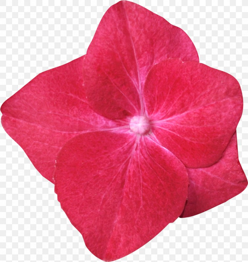 Magenta, PNG, 855x902px, Magenta, Flower, Petal, Plant Download Free