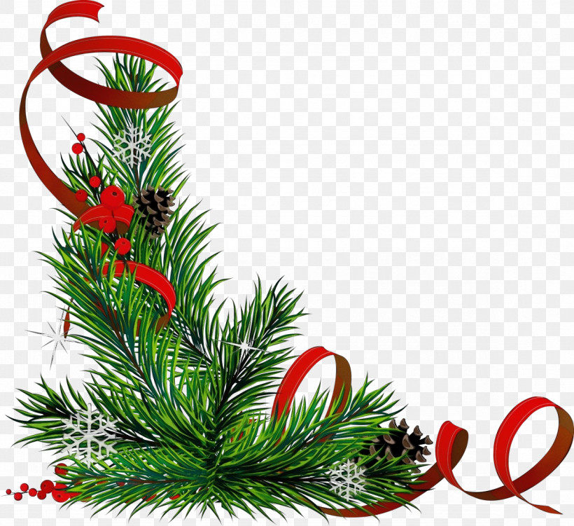 Plant Flower Oregon Pine Pine Christmas, PNG, 1178x1080px, Watercolor, Christmas, Colorado Spruce, Fir, Flower Download Free