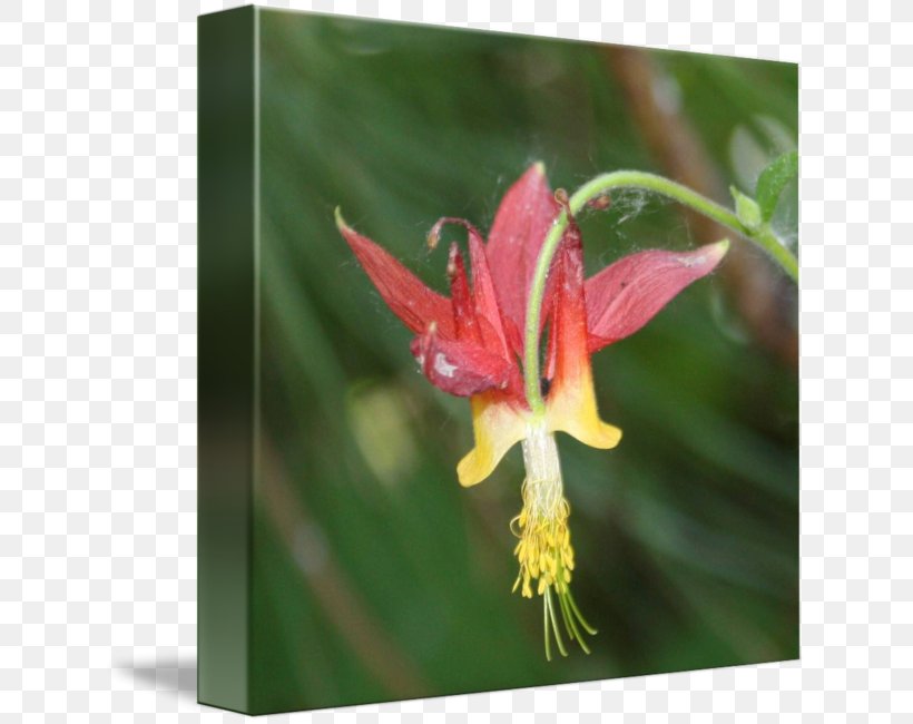 Red Columbine Amaryllis Jersey Lily Belladonna Wildflower, PNG, 632x650px, Amaryllis, Amaryllis Belladonna, Belladonna, Columbine, Flora Download Free