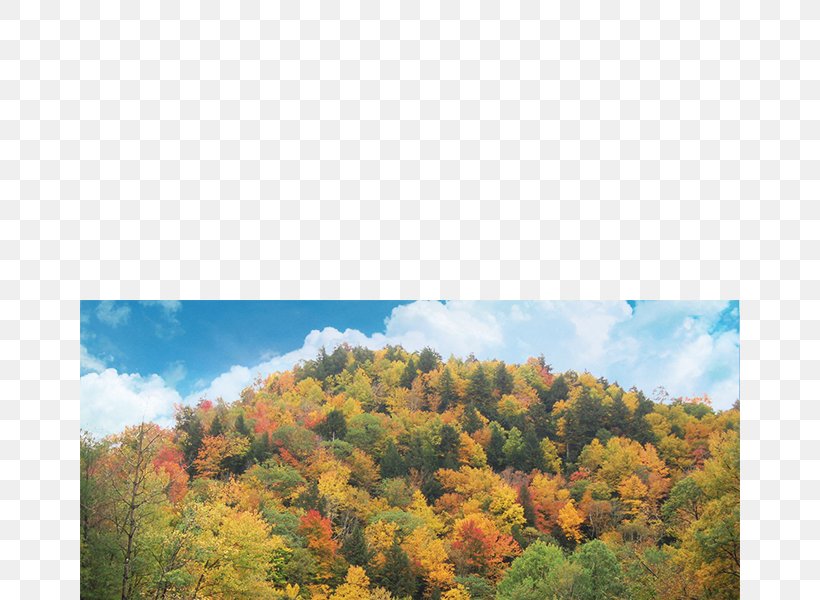 Autumn In New England Mohawk Trail Autumn Leaf Color Temperate Broadleaf And Mixed Forest, PNG, 660x600px, Autumn, Autumn In New England, Autumn Leaf Color, Biome, Broadleaved Tree Download Free