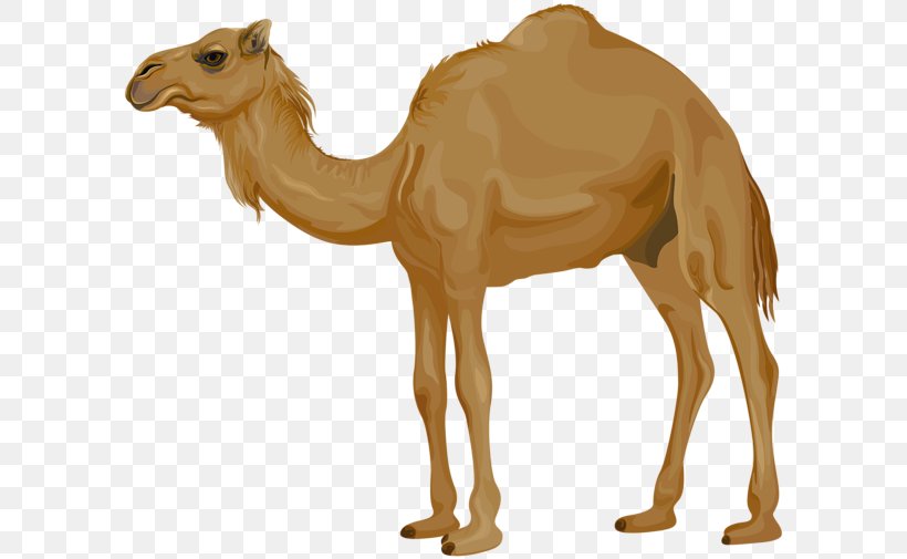 Dromedary Clip Art Image Vector Graphics, PNG, 600x505px, Dromedary, Animal Figure, Arabian Camel, Art Museum, Camel Download Free