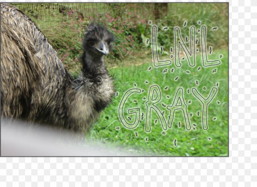 Emu Common Ostrich Llama Fauna Pasture, PNG, 1048x763px, Emu, Camel Like Mammal, Common Ostrich, Fauna, Flightless Bird Download Free