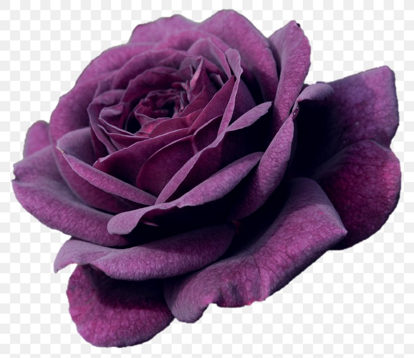 Garden Roses Shrub Flower Plant, PNG, 800x708px, Rose, Bare Root, Color, Cut Flowers, Floribunda Download Free