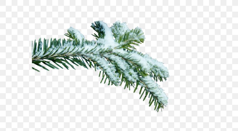 Spruce Twig Branch Fir, PNG, 600x450px, Spruce, Branch, Conifer, Evergreen, Fir Download Free