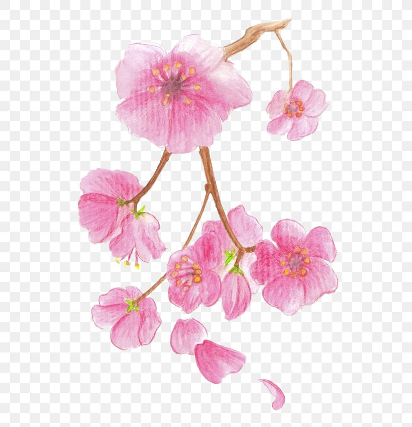 Drawing Cherry Blossom Colored Pencil Watercolor Painting, PNG, 570x848px, Drawing, Art, Blossom, Branch, Cherry Download Free