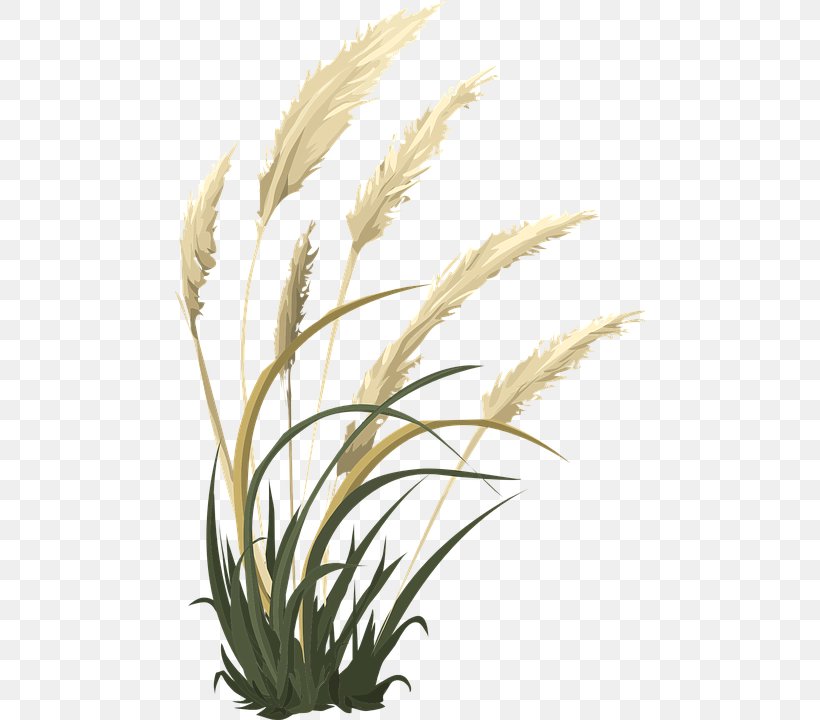 Grasses Pampas Grass Ornamental Grass Funeral Home, PNG, 470x720px, Grasses, Battle With Cancer, Commodity, Cremation, Flowering Plant Download Free
