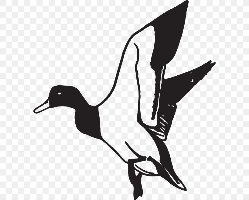 Mallard Duck American Pekin Clip Art, PNG, 600x661px, Mallard, American Pekin, Art, Artwork, Beak Download Free