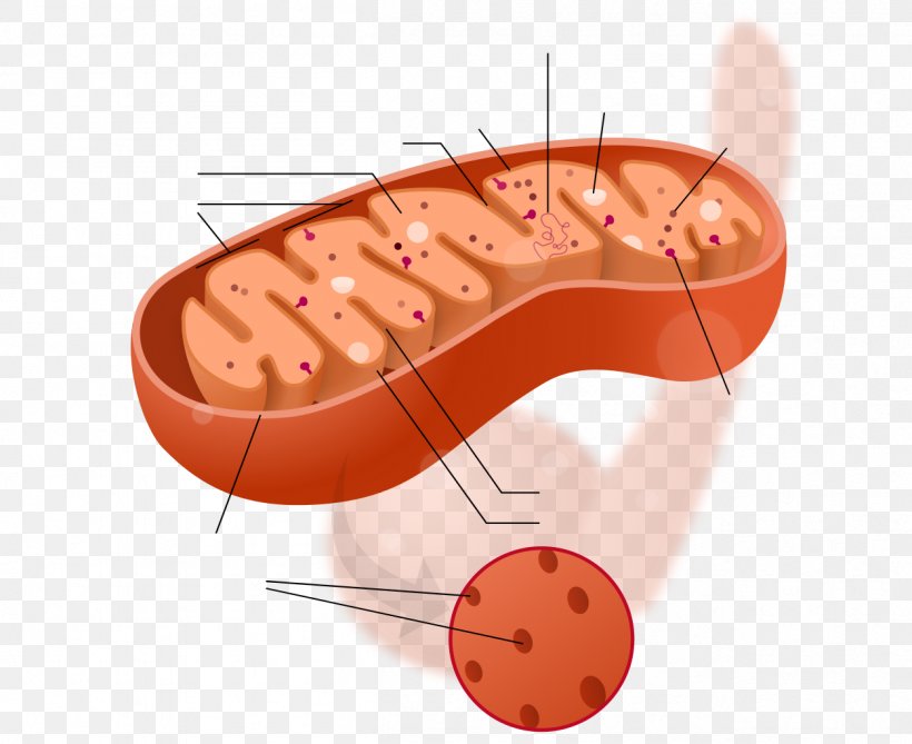 Mitochondrion Cytoplasm Cell Biology Mitochondrial DNA, PNG, 1254x1024px, Mitochondrion, Biological Membrane, Biology, Cell, Cell Nucleus Download Free