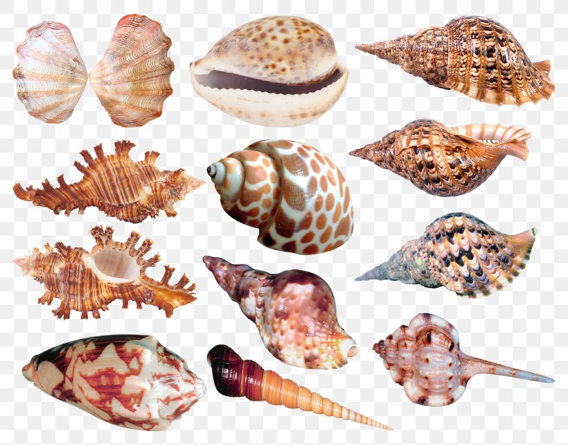 Seashell Conchology Raster Graphics Clip Art, PNG, 2459x1926px, Seashell, Animal, Animal Product, Beach, Cockle Download Free