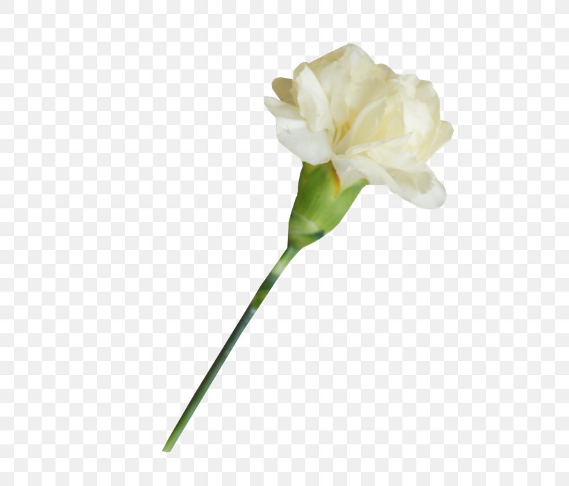 White Carnation Lossless Compression, PNG, 700x700px, White, Amaryllis Belladonna, Bud, Carnation, Cut Flowers Download Free