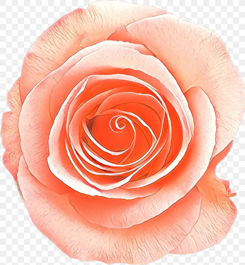 Garden Roses, PNG, 1108x1200px, Cartoon, Floribunda, Flower, Garden Roses, Hybrid Tea Rose Download Free