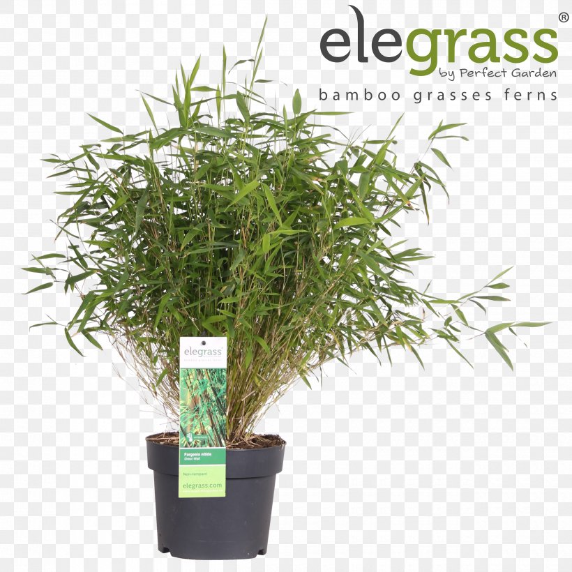 Grasses Fargesia Murielae Bamboo Garden Flowerpot, PNG, 2500x2500px, Grasses, Bamboo, Evergreen, Fargesia, Fargesia Murielae Download Free