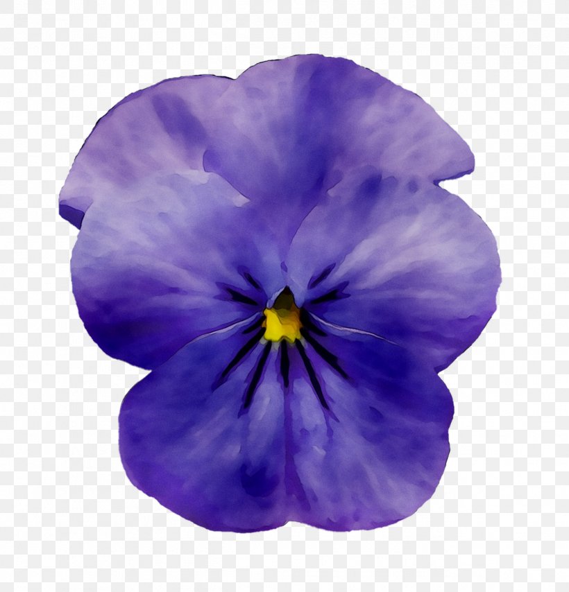 Pansy Lechuza Mini Deltini Viola Cornuta Violet, PNG, 1298x1352px, Pansy, Color, Flower, Flowering Plant, Gardener Download Free