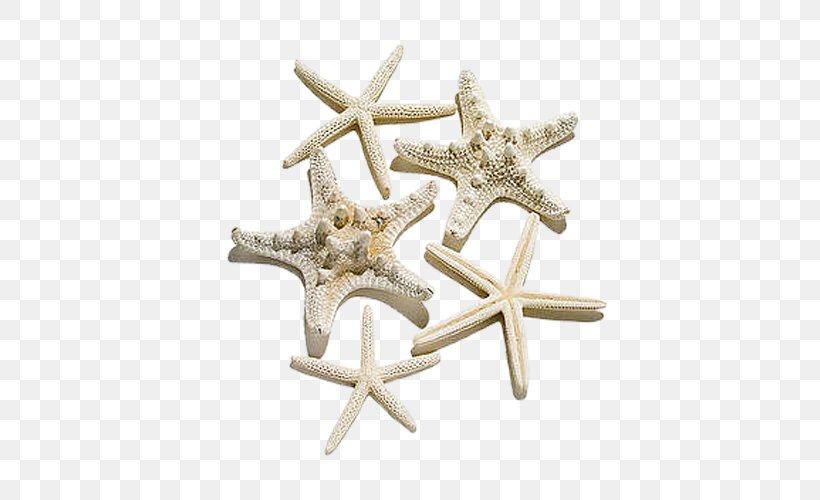 Starfish BMP File Format, PNG, 500x500px, Starfish, Bmp File Format, Body Jewelry, Chart, Concepteur Download Free