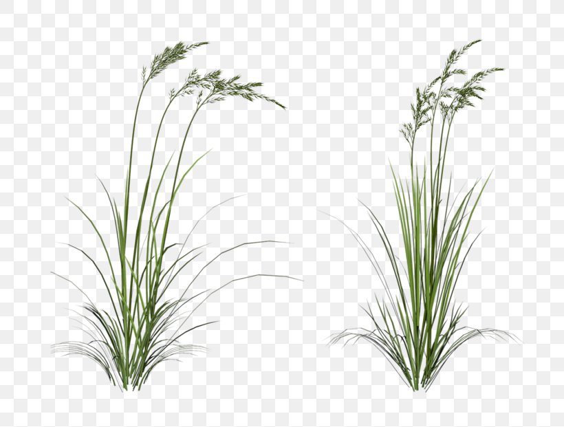 Clip Art, PNG, 800x621px, Photoscape, Flora, Grass, Grass Family, Herb Download Free