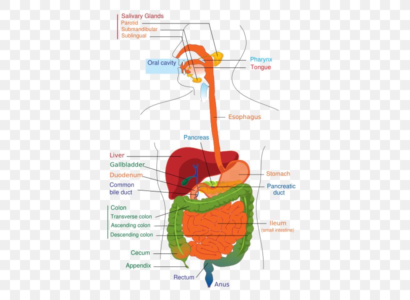 Gastrointestinal Tract Human Digestive System Digestion Diagram Human Body, PNG, 433x600px, Watercolor, Cartoon, Flower, Frame, Heart Download Free