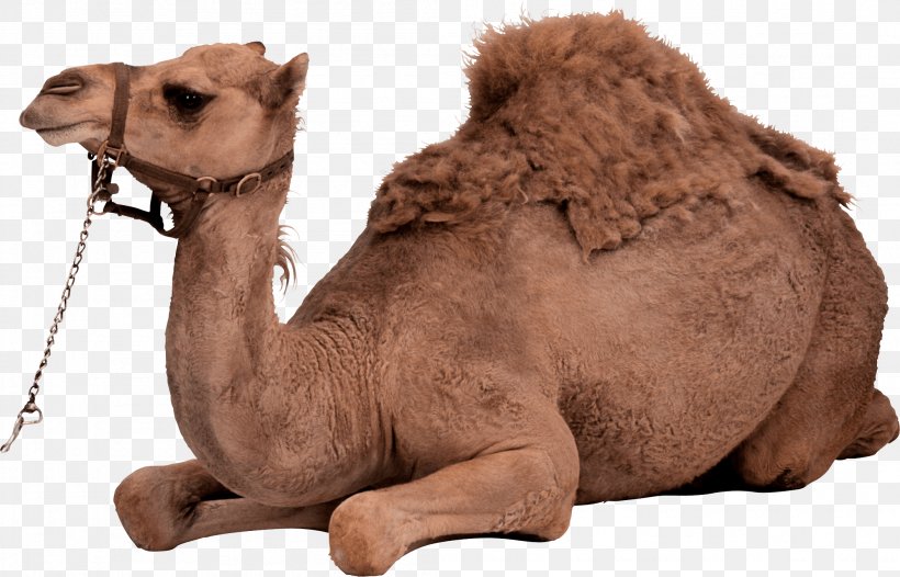 Dromedary Bactrian Camel, PNG, 2106x1353px, Dromedary, Arabian Camel, Bactrian Camel, Camel, Camel Like Mammal Download Free