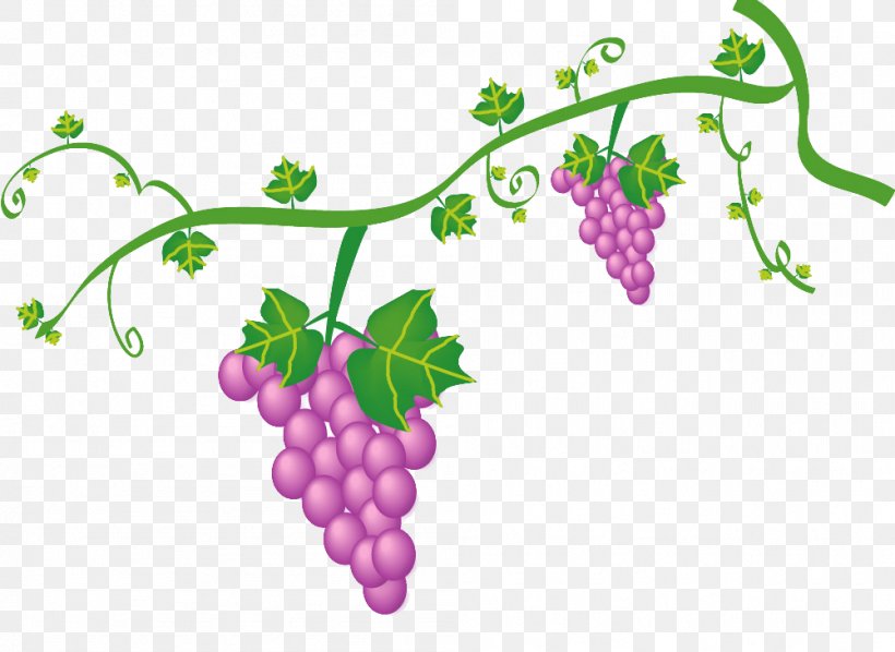 Grape Euclidean Vector, PNG, 1001x730px, Grape, Auglis, Creative Work, Flowering Plant, Food Download Free