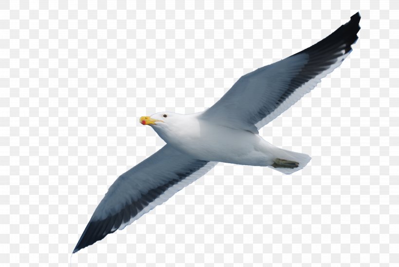 Gulls Seabird, PNG, 3872x2592px, Gulls, Beak, Bird, Charadriiformes, Common Gull Download Free