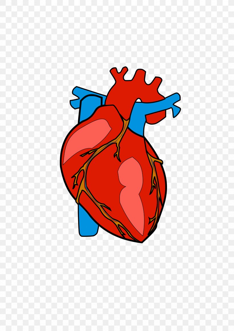 Heart Anatomy Clip Art, PNG, 1697x2400px, Watercolor, Cartoon, Flower, Frame, Heart Download Free