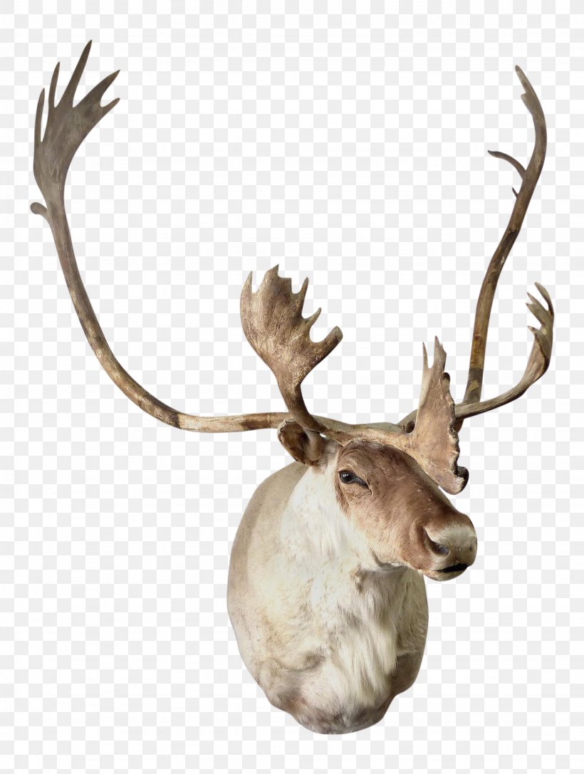 Reindeer Elk Antler Trophy Hunting, PNG, 2051x2720px, Reindeer, Animal, Antler, Deer, Elk Download Free