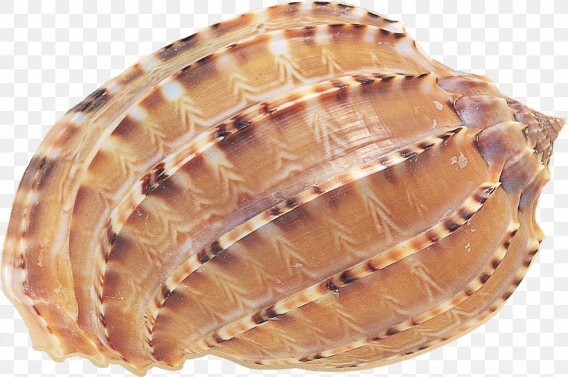 Seashell Clam Cockle Scallop, PNG, 1482x984px, Seashell, Abalone, Animal Source Foods, Atlantic Surf Clam, Clam Download Free