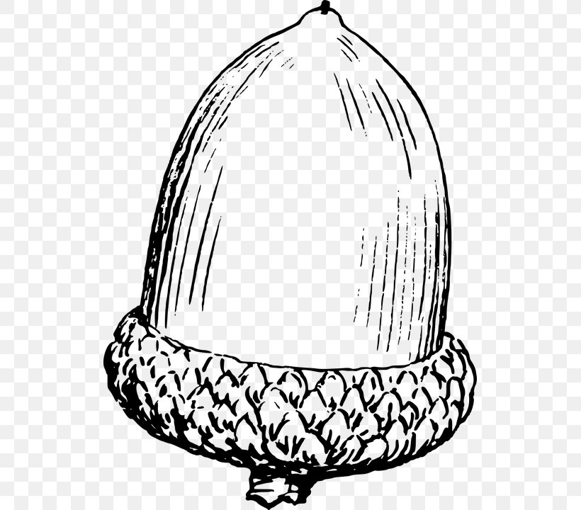 Acorn Drawing Clip Art, PNG, 527x720px, Acorn, Black And White, Color, Drawing, Hat Download Free