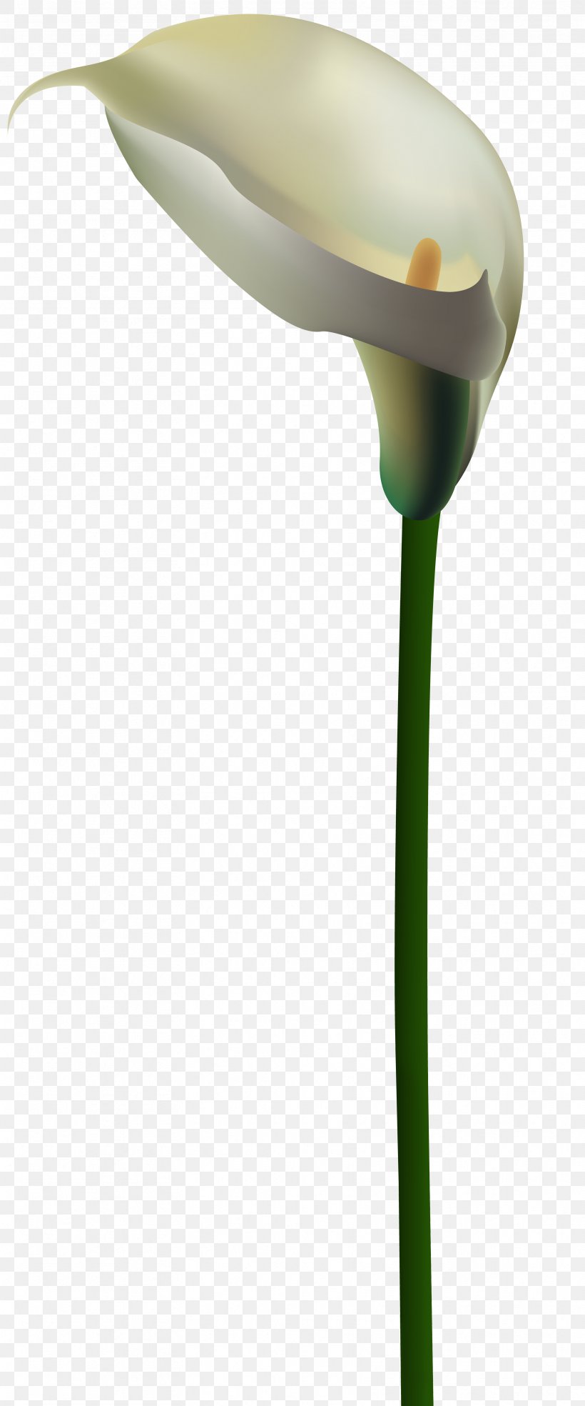 Arum-lily Flower Lilium Clip Art, PNG, 3332x8000px, Arumlily, Calla Lily, Flower, Flowering Plant, Image Resolution Download Free