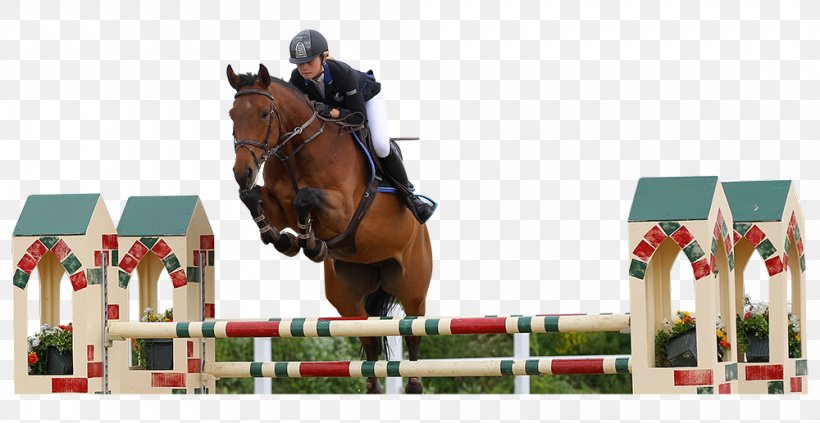 Show Jumping Stallion Hunt Seat Equitation Eventing, PNG, 1000x517px, Show Jumping, Animal Sports, Bridle, Competition, Cross Country Equestrianism Download Free