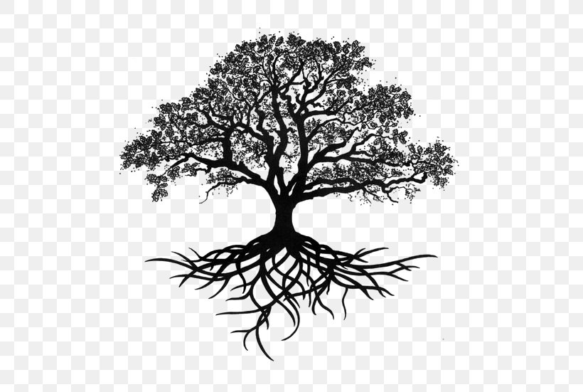 Tree Oak Drawing Silhouette, PNG, 564x551px, Drawing, Angel Oak, Art, Art Museum, Black And White Download Free