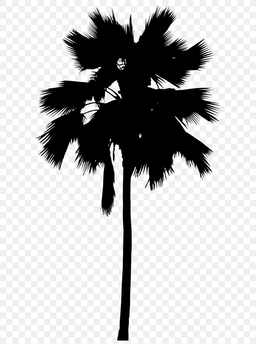 Asian Palmyra Palm Palm Trees Leaf Line Silhouette, PNG, 604x1101px ...