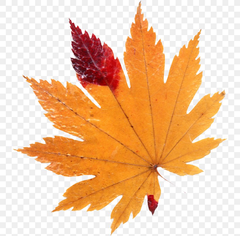 Autumn Leaf Color Clip Art, PNG, 733x807px, Autumn Leaf Color, Autumn, Drawing, Leaf, Maple Leaf Download Free