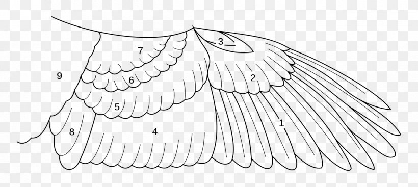 Bird Anatomy Archaeopteryx Buffalo Wing, PNG, 1250x560px, Bird, Alula, Anatomy, Archaeopteryx, Area Download Free