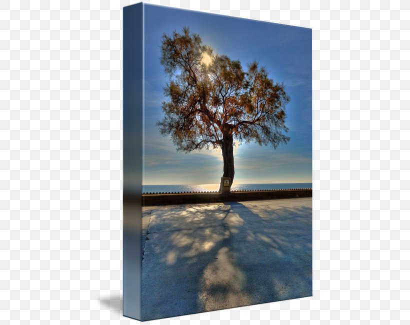 Desktop Wallpaper Stock Photography Tree Shade, PNG, 443x650px, Stock Photography, Branch, Computer, Freezing, Frost Download Free
