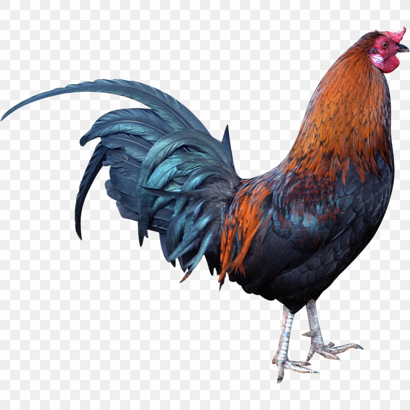 Rooster Chicken, PNG, 2921x2921px, Rooster, Beak, Bird, Chicken, Feather Download Free